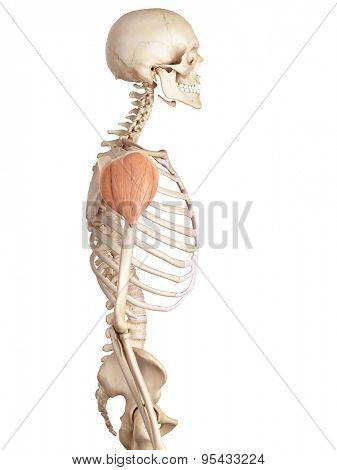 medical accurate illustration of the deltoid