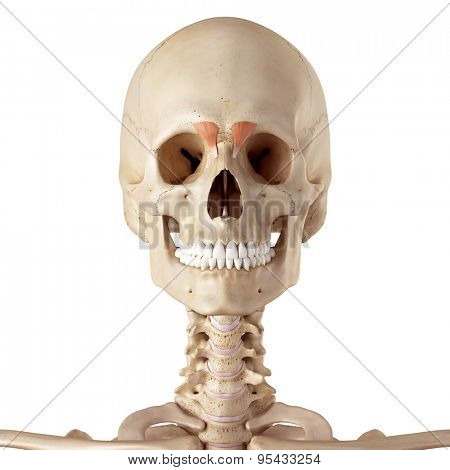 medical accurate illustration of the depressor supercilii