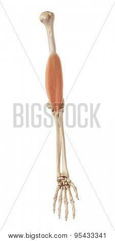 medical accurate illustration of the brachialis