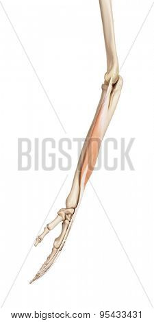 medical accurate illustration of the extensor digitorum