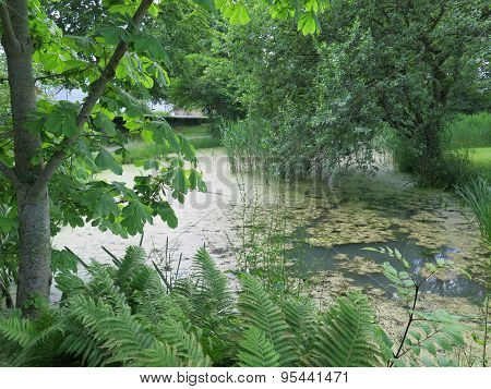 Duckweed Covered Lake