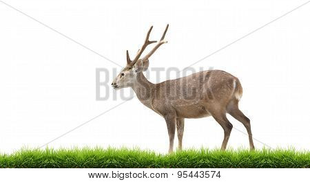 Hog Deer