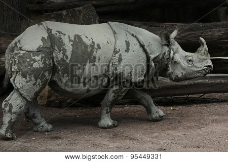 Indian rhinoceros (Rhinoceros unicornis). Wild life animal.