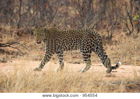 Leopard