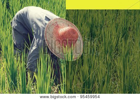 Farmer harvesting rice Agricultaral Organic Concept
