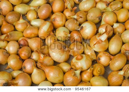 Drying Onion