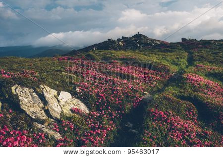 Summer flowers. The path in the mountains. Blooming Rhododendron in a clearing. Sunny day. Carpathians, Ukraine, Europe. Color toning. Low contrast. Instagam effect