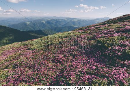 Summer flowers in the mountains. Blooming Rhododendron in a meadow. Sunny day. Carpathians, Ukraine, Europe. Color toning. Low contrast. Instagam effect