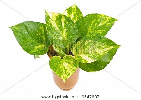 Isolated Pothos In Pottery Vase