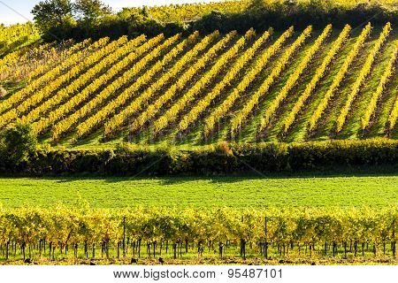 autumnal vineyards near Falkenstein, Lower Austria, Austria