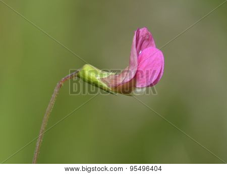 Grass Vetchling