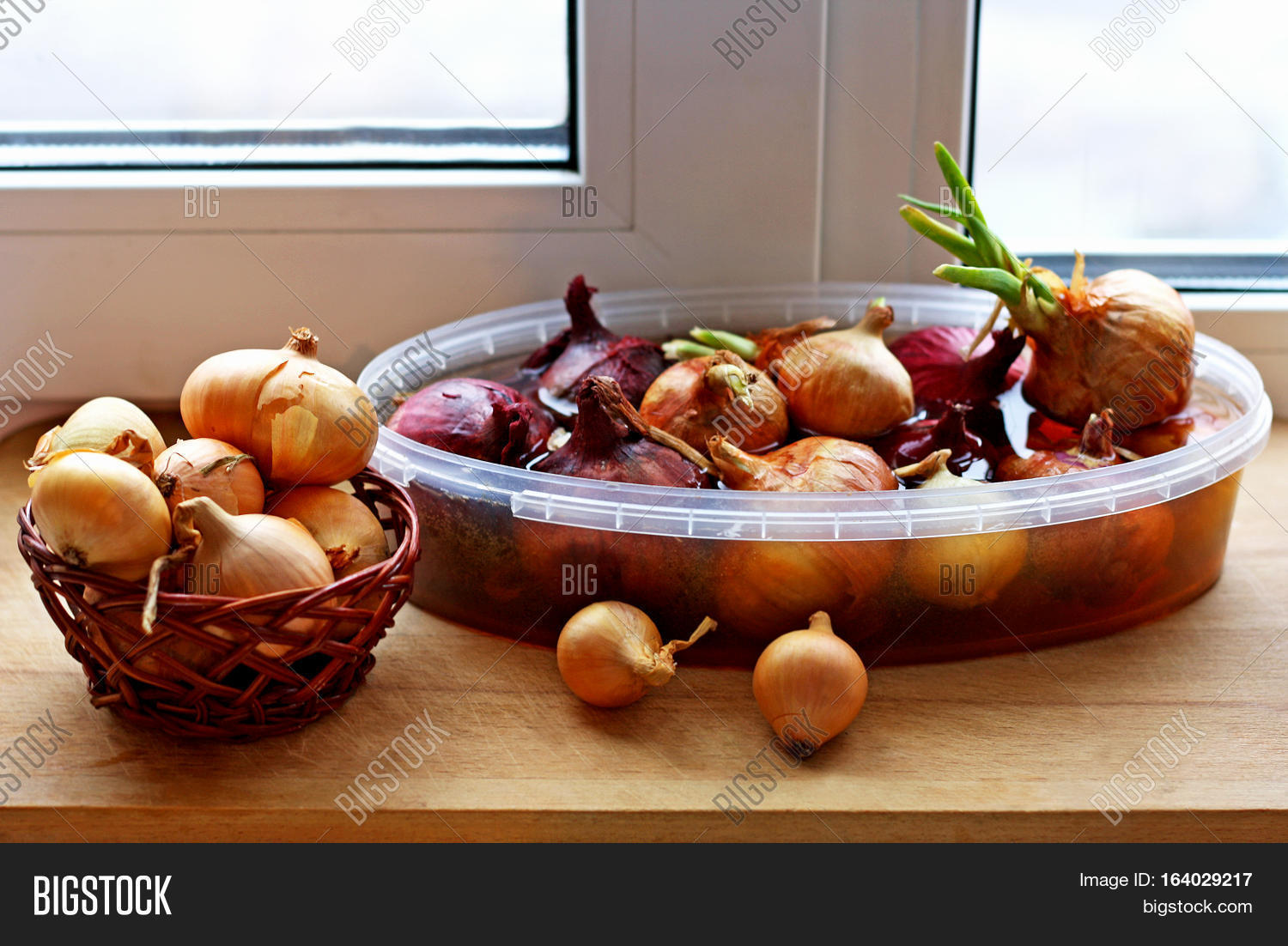 Sprouting Onions On Image & Photo (Free Trial) Bigstock