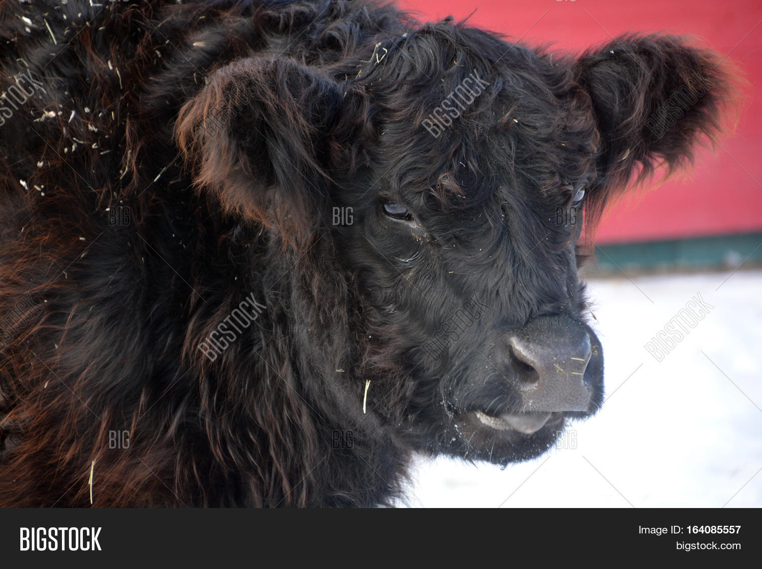 Belted Galloway Image & Photo (Free Trial) | Bigstock