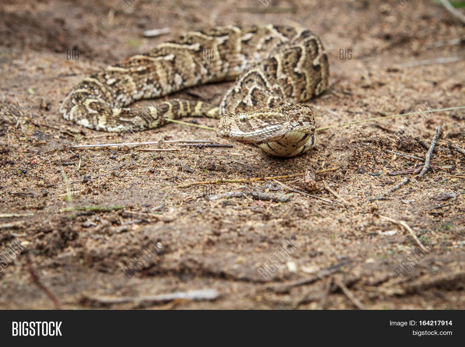 Puff Adder Feeding On Image & Photo (Free Trial) Bigstock