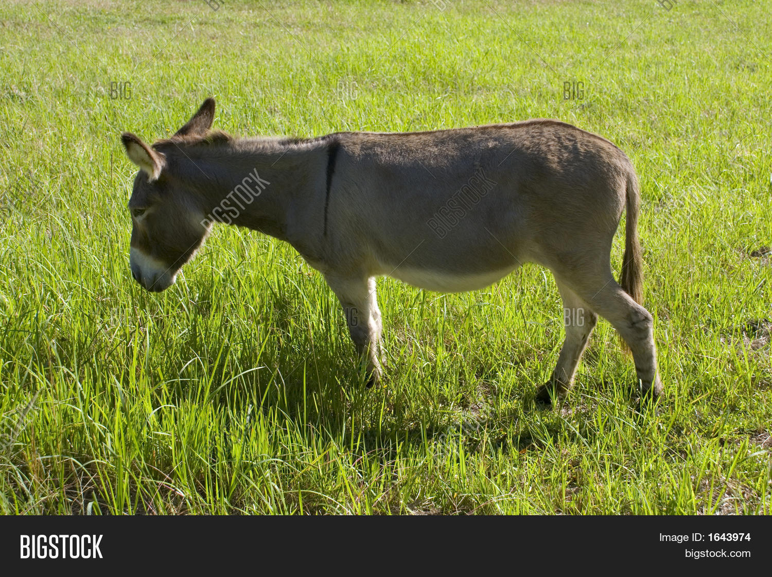 Donkey Eating Grass Image & Photo (Free Trial) Bigstock