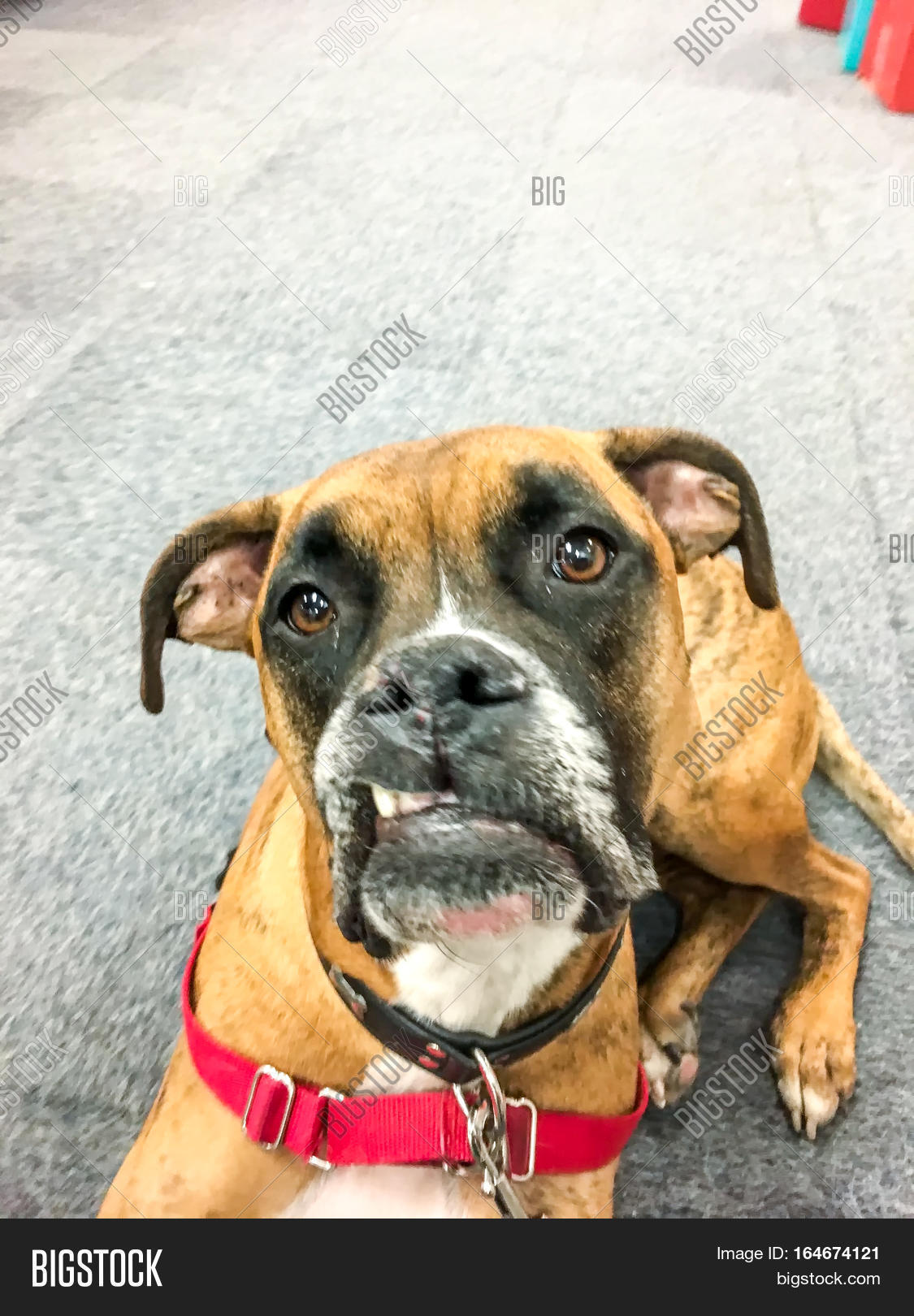 Snaggletooth Boxer Dog Image & Photo (Free Trial) Bigstock