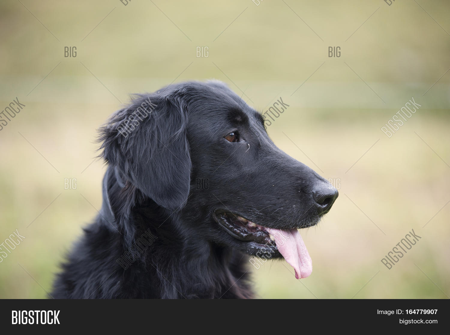 flat nose retriever