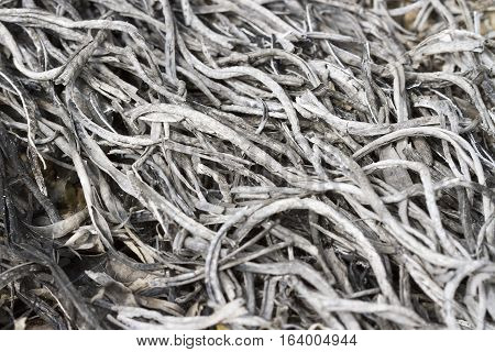 Burned out gray ashes of twigs grass