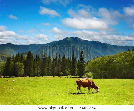 Paesaggio rurale con pascolo di mucche