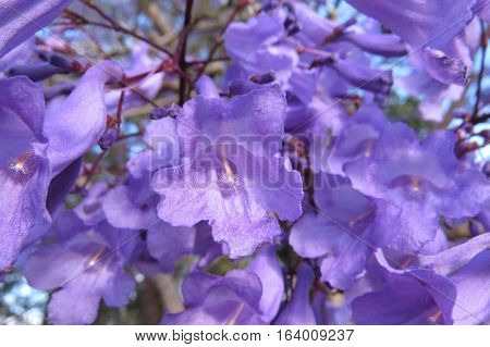 Purple Jacaranda flower blossom in bloom on tree