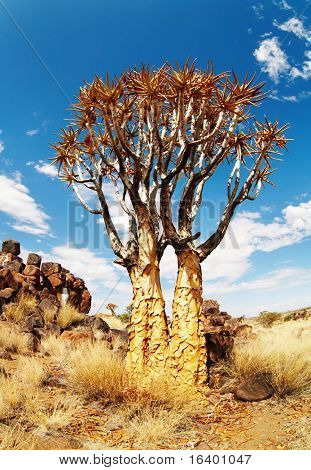 Quiver ต้นไม้ (Aloe dichotoma), นามิเบีย