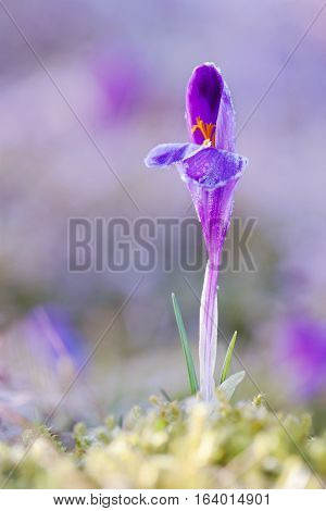 View of magic blooming spring flowers crocus growing from fresh grass in wildlife. Beautiful macro photo of wildgrowing crocus