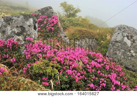 Altai. Altai Territory is beautiful. Mountains, plains, rivers - all great! Flowers in the Altai fascinated by its beauty. Bright, pink, they adorn the meadows of this region.