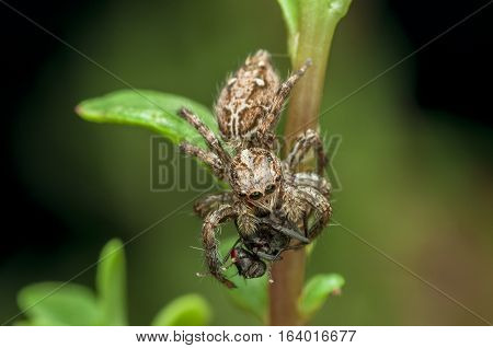 jumping spider is eating a fly on the green leaf