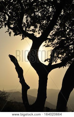 Hot sunset in the desert style. High contrast tree against the sun. Heated landscape.