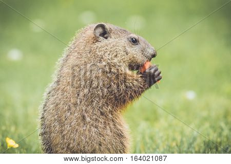 Adorable young groundhog profile in grass and buttercups