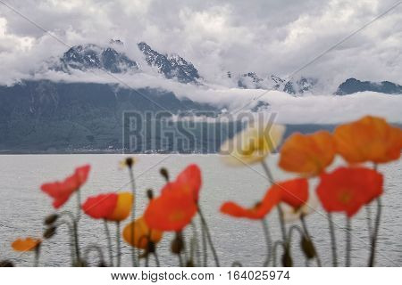 Very beautiful flowers grow near a lake and mountains