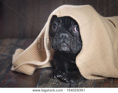 dog peeks out from under the blanket knitted
