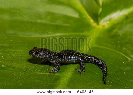 A close up of a young Blue-spotted salamander isolated on a green leaf.