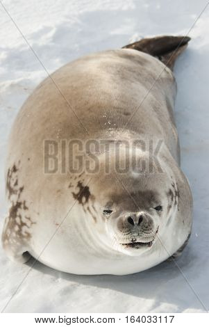 crabeater seals lying on the ice near the Antarctic Peninsula