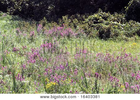 Purple Loosestrife