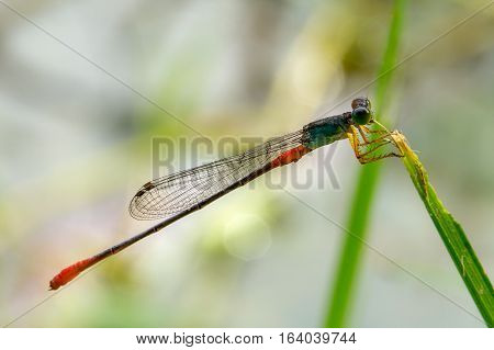 A red tailed damselfly hangs on the leaf. Macro concept.