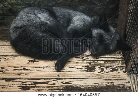 Black-brown Fox Is Sleeping On A Wooden Floor