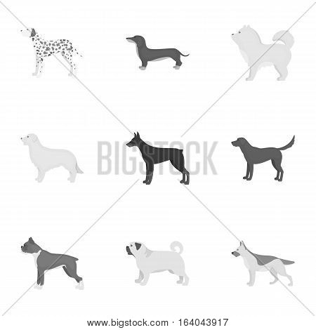 Dog breeds set icons in monochrome style. Big collection of dog breeds vector symbol stock
