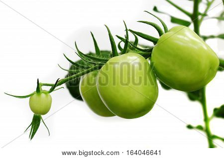 GREEN TOMATOES ISOLATED IN WHITE BACKGROUND. TOMATO PLANT IN THE GARDEN.