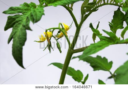 TOMATO FLOWER AND PLANT. GREEN PLANT OF TOMATO. YELLOW FLOWER.