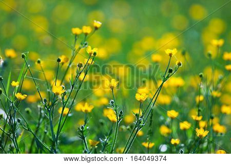 Common Buttercup (Ranunculus acris) flowers in a Tennessee during spring