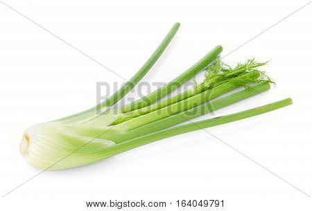 closeup fresh fennel bulb isolated on white background