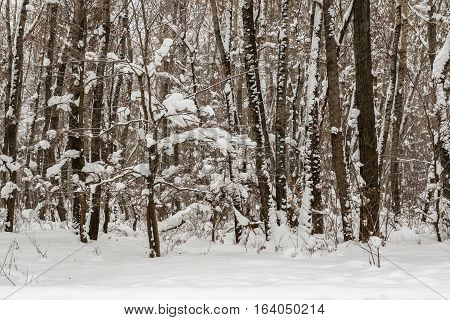 trees in the forest covered with snow after a snowfall