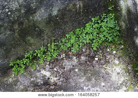 Green leaves growing on cement background. Green plants in the floor.