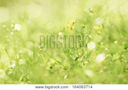 Dainty fairy flowers nature background. Tiny green floral world with sparkling dew bokeh. Soft foc