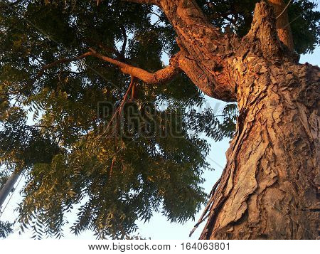Low angle view of neem tree at sunset.