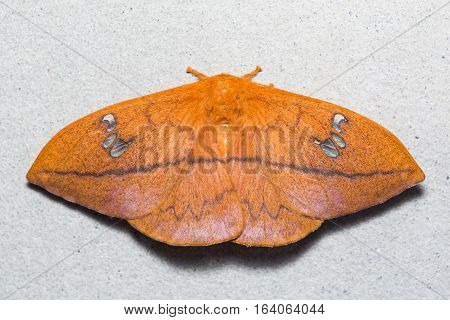 Cricula Silkmoth On The Wall