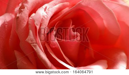 Petals of a red rose, background image.