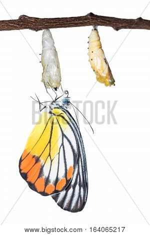 Painted Jezebel Butterfly