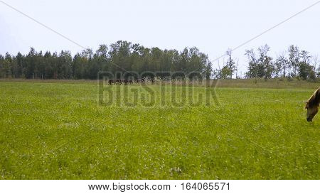 Horses on spring summer green blue sky pasture